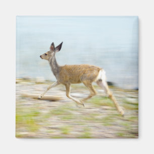 Running Fawn Magnet