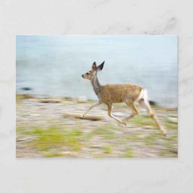 Running Fawn Postcard Postkarte (Vorderseite)