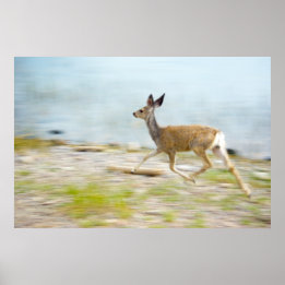 Running Fawn Print Poster