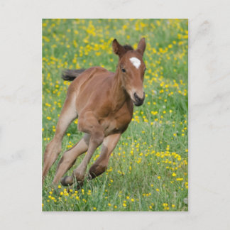Running Foal Postkarte