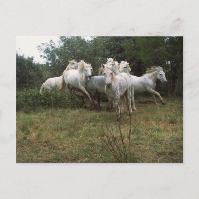 Running Graue Horse Herde Postkarte (Vorderseite)