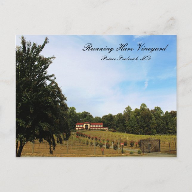 Running Hare Weinberg Postkarte (Vorderseite)