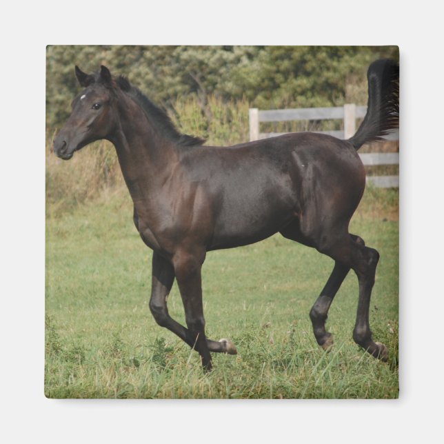 Running-Horse-2 Magnet (Vorne)