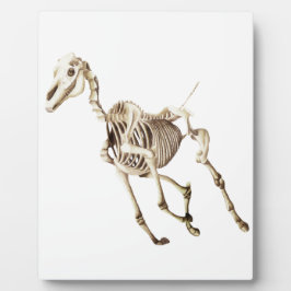 Running Horse Skeleton Fotoplatte