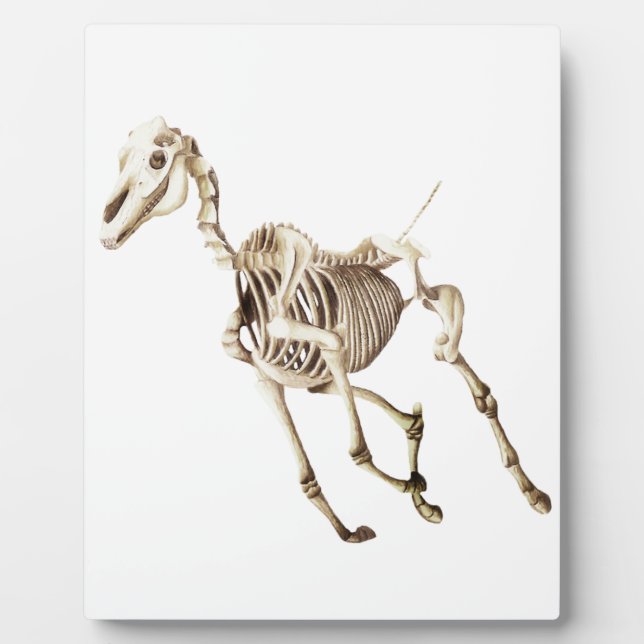 Running Horse Skeleton Fotoplatte (Vorderseite)