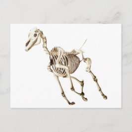 Running Horse Skeleton Postkarte