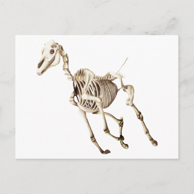 Running Horse Skeleton Postkarte (Vorderseite)