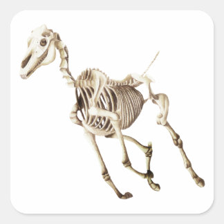 Running Horse Skeleton Quadratischer Aufkleber