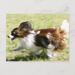Running Papillon Postkarte