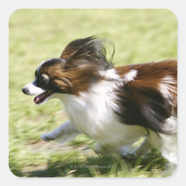 Running Papillon Quadratischer Aufkleber (Vorderseite)