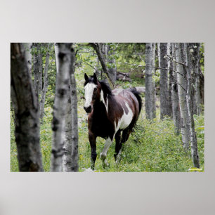 Running Pinto Paint & Forest Horse Foto Poster
