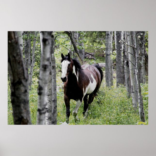 Running Pinto Paint & Forest Horse Foto Poster (Vorne)