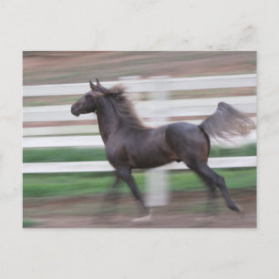 Running Proud (Begriffsklärung) Postkarte