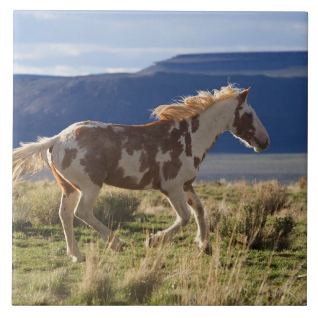 Running Stallion, Steens Mountains, Oregon Fliese (Vorderseite)