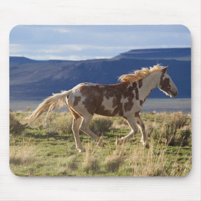 Running Stallion, Steens Mountains, Oregon Mousepad (Vorne)