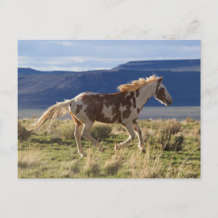 Running Stallion, Steens Mountains, Oregon Postkarte
