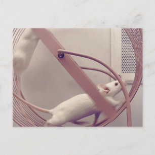 Running Wheel Mäuse Postkarte