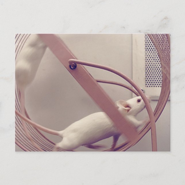 Running Wheel Mäuse Postkarte (Vorderseite)