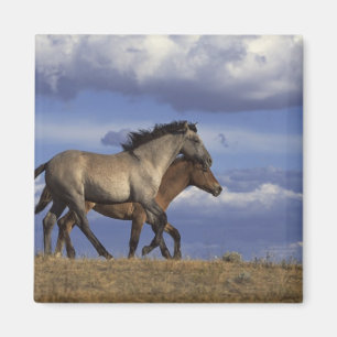 Running Yearlings Magnet