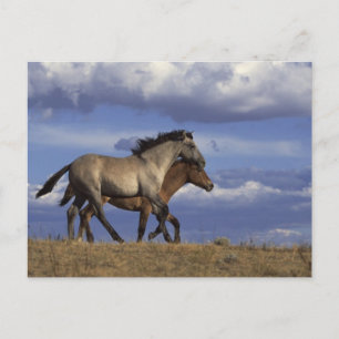 Running Yearlings Postkarte