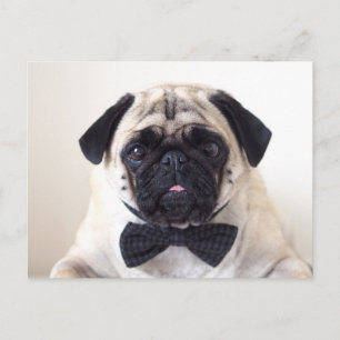 Rupert den Mops Postcard Postkarte