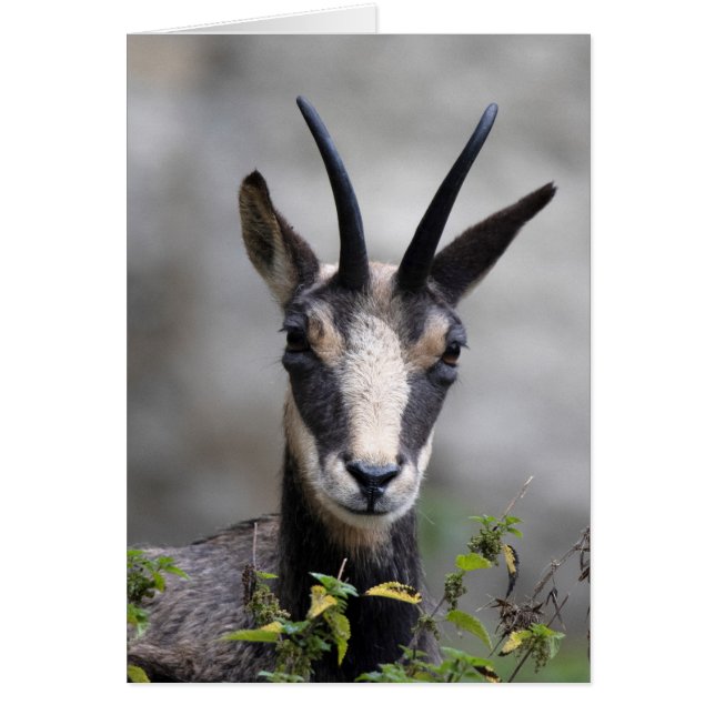 Rupicapra rupicapra (Vorne)