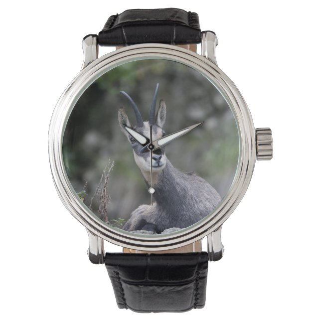Rupicapra rupicapra armbanduhr (Vorderseite)