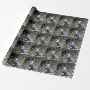 Rupicapra rupicapra geschenkpapier