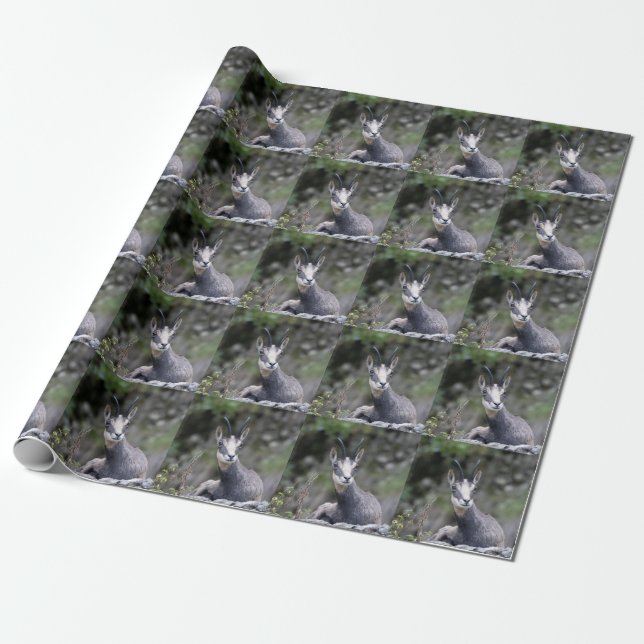 Rupicapra rupicapra geschenkpapier (Ungerollt)