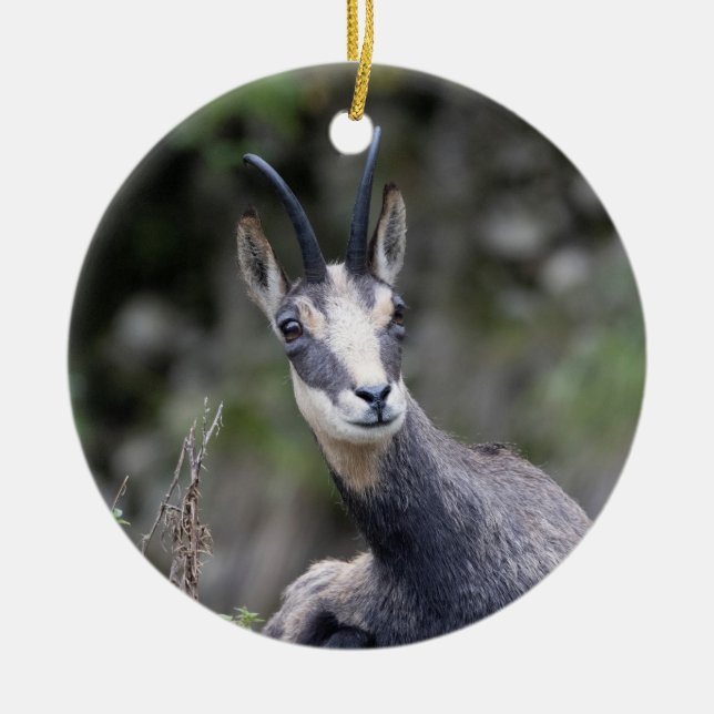 Rupicapra rupicapra keramik ornament (Vorne)
