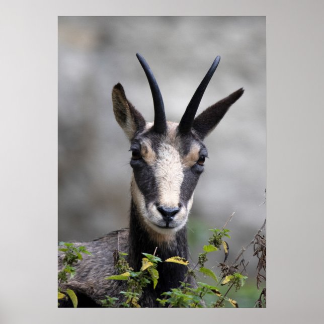 Rupicapra rupicapra poster (Vorne)