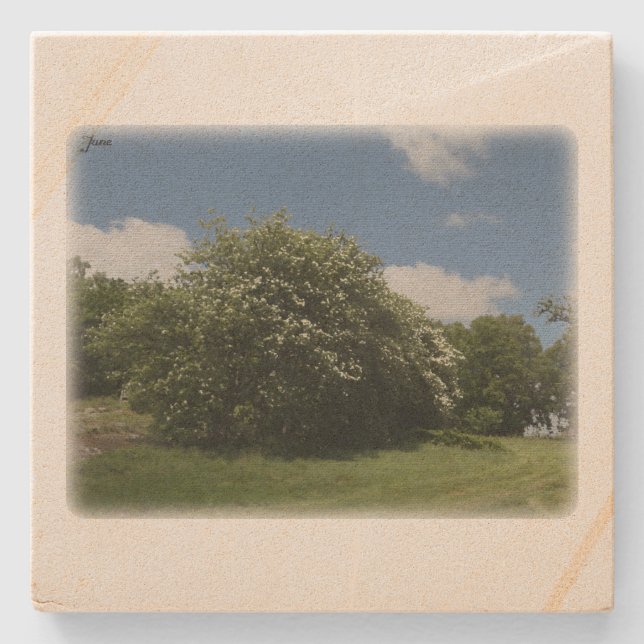 Rural Sweden June Steinuntersetzer (Vorderseite)