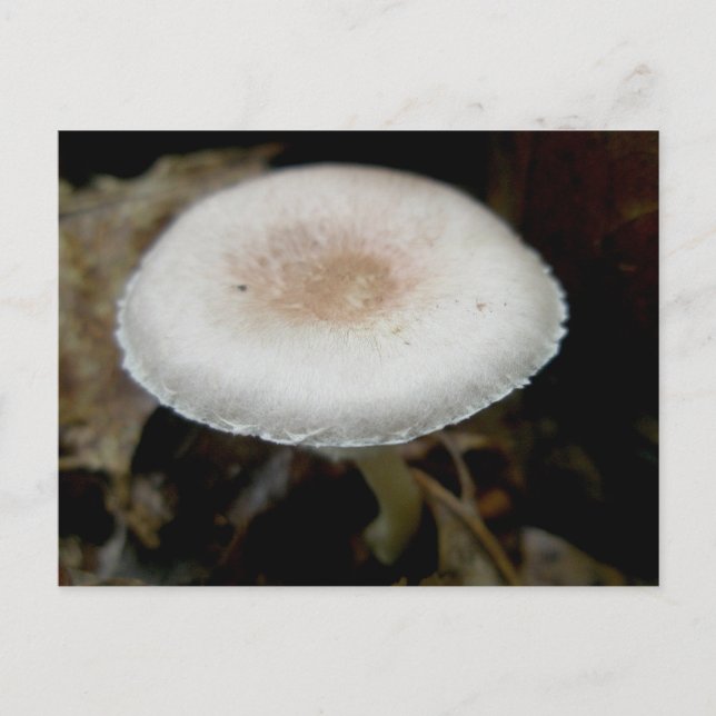 Russet & Cream Mushroom Postkarte (Vorderseite)
