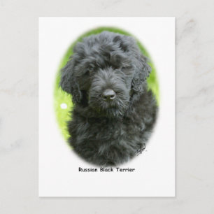 Russian Black Terrier Postkarte