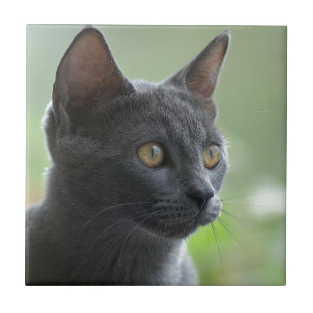 Russian Blue Cat Fliese (Vorderseite)