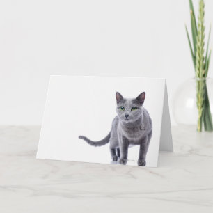 Russian Blue Cat Karte