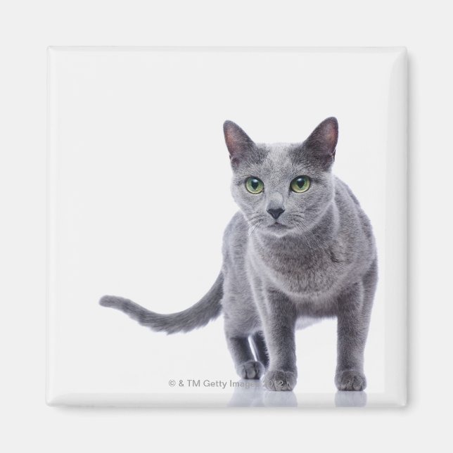 Russian Blue Cat Magnet (Vorne)