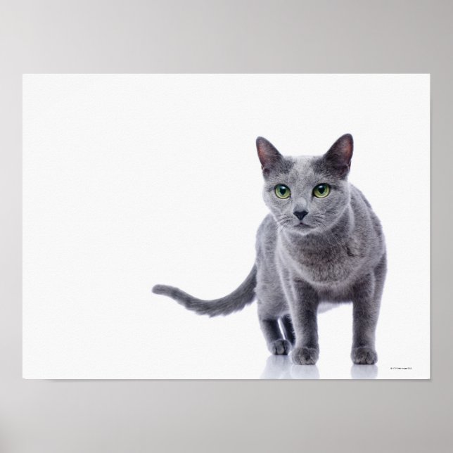 Russian Blue Cat Poster (Vorne)