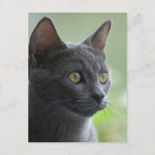Russian Blue Cat Postkarte