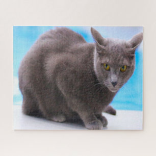 Russian Blue Cats. Puzzle