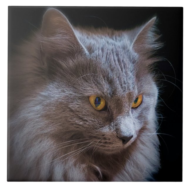 Russian Blue Gray Nebelung Cat Wall Art Fliese (Vorderseite)