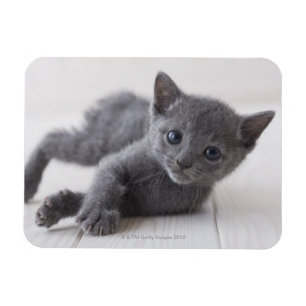 Russian Blue Kitten Magnet