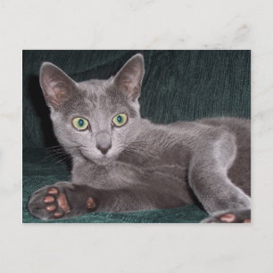Russian Blue Kitten Postcard Postkarte