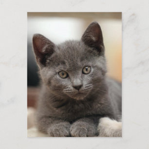 Russian Blue Kitten Postkarte