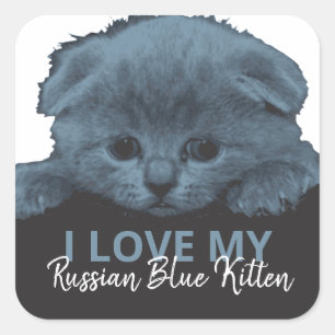 Russian Blue Kitten Quadratischer Aufkleber