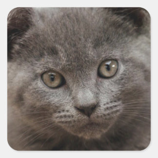 Russian Blue Kitten Quadratischer Aufkleber