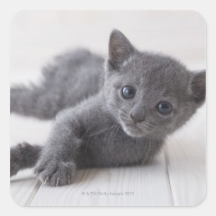 Russian Blue Kitten Quadratischer Aufkleber