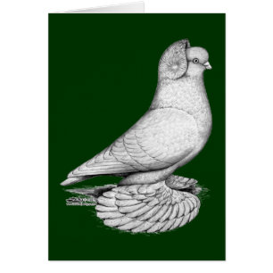 Russian Tumbler Pigeon