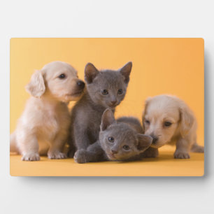 Russische Blaue Kätzchen & Dachshund-Welpen Fotoplatte