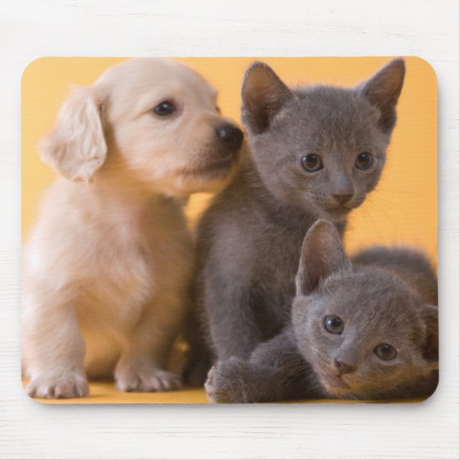 Russische blaue Kätzchen u. Dackel-Welpen Mousepad (Vorne)